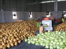 Honey pomelo50