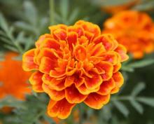  Marigold   Extract   Lutein  5%-80%