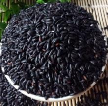 Black Rice Extract  Anthocyanin  1%-25%