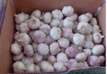 Red Fresh Garlic