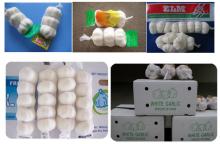 White Fresh Garlic