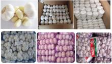 Fresh Garlic