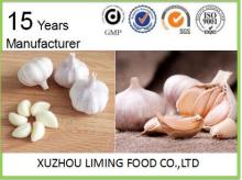new grop fresh garlic in various sizes