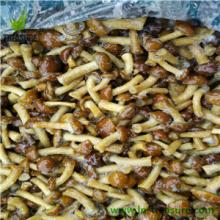 Nameko in brine,in salt