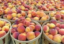 Fresh Peach For Sale