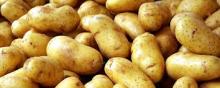 Iris Potatoes for sale