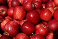 Wholesale price  fresh   red   delicious  apple fruit  fresh  apple exporter Turkey