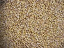 Pearl Barley