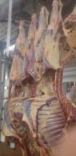 Half-carcasses . Beef Products