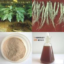 GMP factory supply 80%  Ginseng   extract  quality product Huir