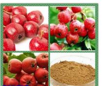 china High quality good pricelowest price Hawthorn fruit P.E.