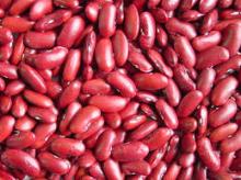British Type Red Kidney Bean