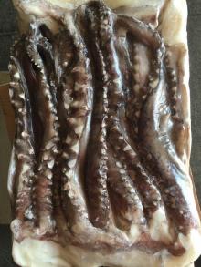 Frozen Giant Squid Tentacle