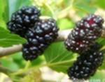 Mulberry juice concentrate