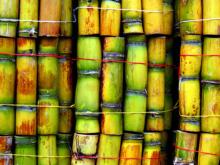  Fresh   Sugar  Cane