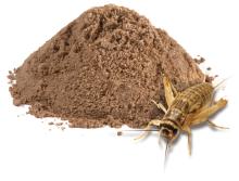 Cricket flour