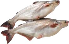 cheap Thailand basa fish