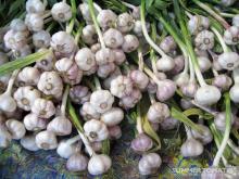 First grade pure white fresh garlic