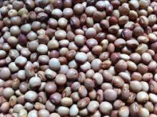 Pigeon Peas for sale