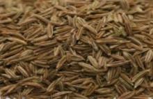 CUMIN SEEDS FOR SALE