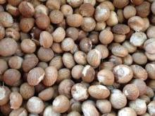 OMPETITIVE PRICE _WHOLE BETEL NUT_FOR IMPORTERS