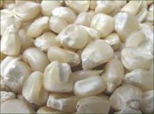 Grade A Quality Dried Matured Glutinous Non-GMO White Corn / Yellow corn