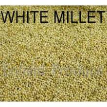 2016 Hot sale White and Yellow Millet