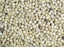 white pepper for sale