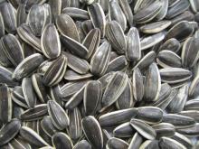 bulk sunflower  seed s  hybrid   seed s kernels of sunflower
