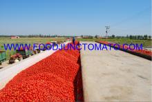  Tomato   paste   28 - 30BRIX  CB
