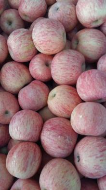  crisp  fuji apples