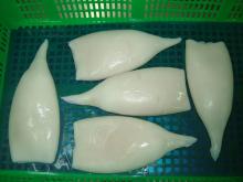 Frozen Squid Tube