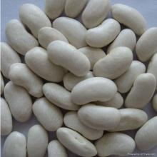 PURE WHITE KIDNEY BEANS