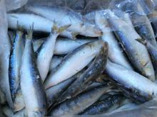 Frozen Sardine Fish