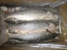 Frozen Grey Mullet