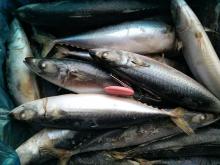 Pacific Mackerel 400-600g