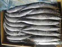 Frozen Pacific Saury