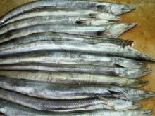  Frozen   Eel  Fish