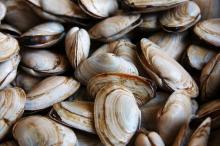 Shell fish  Frozen   Half   Shell  Mussel