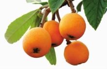 Ursolic Acid 25%-99% Factory Supply Loquat Leaf Extract