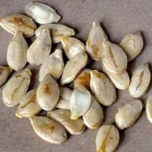 PUMKIN SEEDS