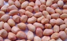  PEANUT   KERNELS   LONG   SHAPE 
