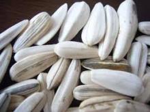 white   sunflower   seeds 