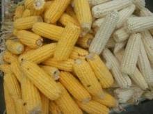 Quality Grade 1 White Corn/Maize for Sale
