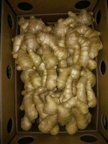 Copy of fresh ginger, air   dry  ginger
