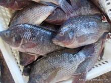 Frozen  Fish   Tilapia  For Consumption with High Quality