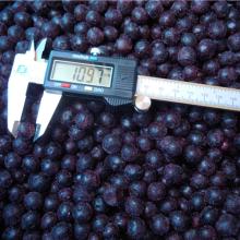 Frozen Wild Blueberry