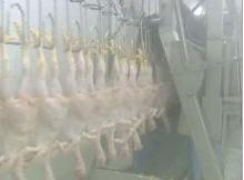 chicken pluck machine line