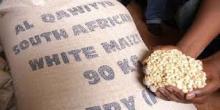NON-GMO Grade A White Corn/Maize for Sale