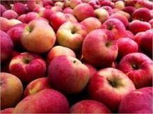 100% Natural Pure Fresh  Apple 